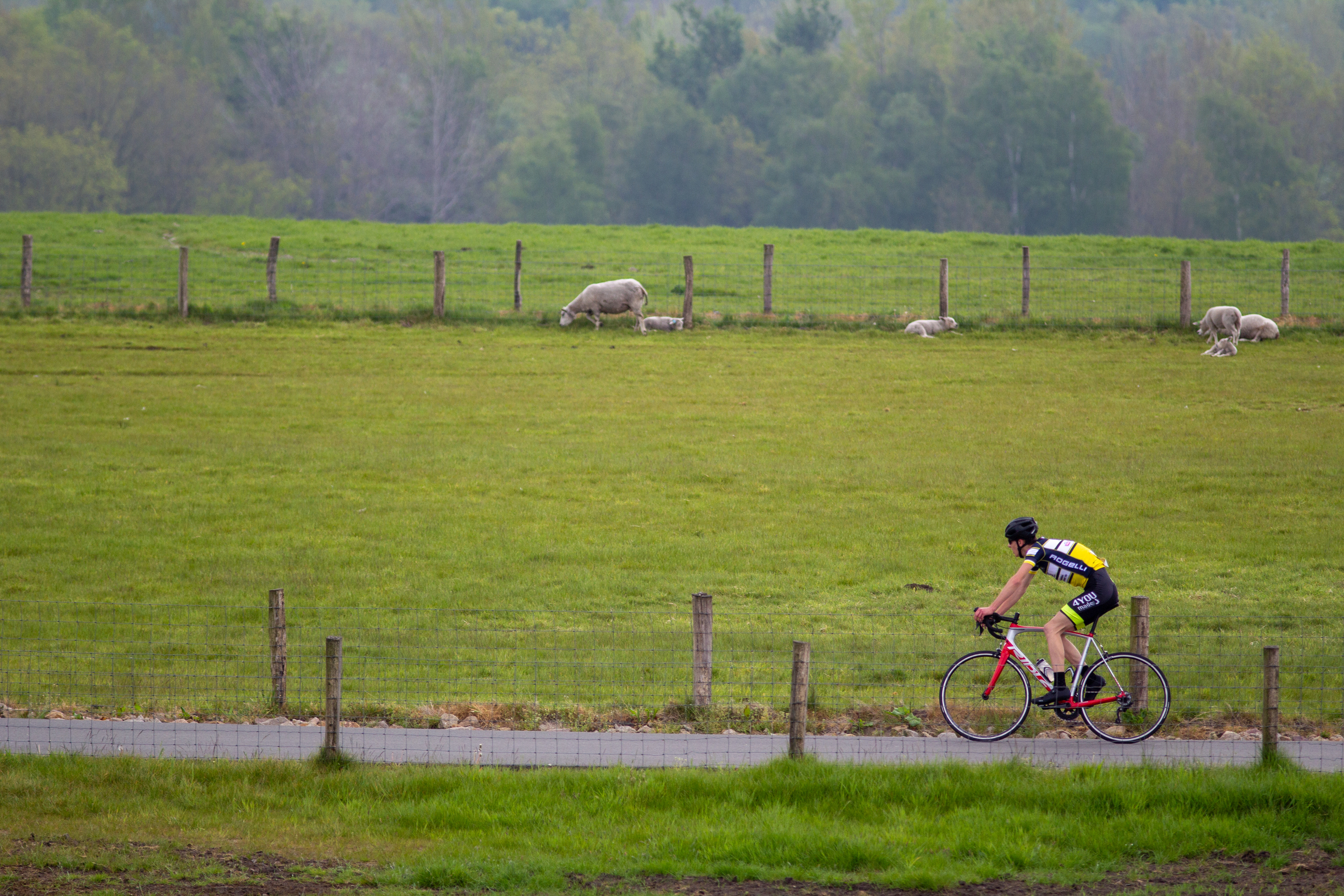 A cyclist wears a number 42 jersey in the Tweedaagse race.